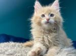 Frank - Maine Coon Cat For Sale - Houston, TX, US