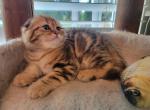 Leo2 - Scottish Fold Cat For Sale - Philadelphia, PA, US