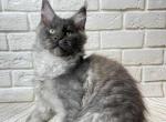 Irbis - Maine Coon Cat For Sale - Hollywood, FL, US