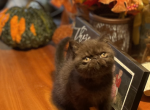 Storm Female Exotic Shorthair Vermont - Persian Cat For Sale - Underhill, VT, US