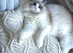 Leyla - Ragdoll Kitten For Sale - State College, PA, US