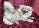 Amira - Persian Cat For Sale - Callahan, FL, US