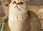 Lolo - British Shorthair Cat For Sale - Gaithersburg, MD, US