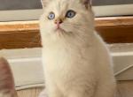 John - British Shorthair Cat For Sale - Indianapolis, IN, US