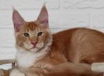 William WCF - Maine Coon Cat For Sale - Miami, FL, US