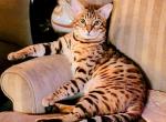 King Hercules - Bengal Cat For Sale - Bronx, NY, US