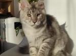 Zabava WCF - Maine Coon Cat For Sale - Miami, FL, US