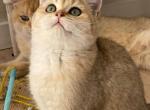 Lolo - British Shorthair Cat For Sale - Fairfax, VA, US