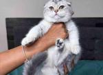 Dallas TX Ashley scottish fold silver shaded girl - Scottish Fold Cat For Sale - Houston, TX, US