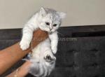 Dallas TX snow leopard chunky baby boy Andie - Scottish Straight Cat For Sale - Houston, TX, US