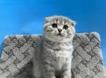 Mila - Scottish Fold Cat For Sale - Renton, WA, US