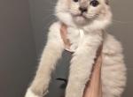 Lunara - Ragdoll Cat For Sale - NY, US