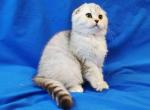 Snow bars cub gorgerous scottish fold silver girl - Scottish Fold Kitten For Sale - Houston, TX, US