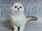 Nicole scottish fold silver shaded point blue eyes - Scottish Fold Cat For Sale - Houston, TX, US