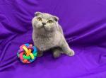 Mussi blue solid scottish fold plushy girl - Scottish Fold Cat For Sale - Houston, TX, US