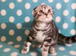 Albert butterfly tabby boy scottish fold - Scottish Fold Cat For Sale - Houston, TX, US