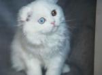 Wanessa longhair white scottish fold with odd eyes - Scottish Fold Cat For Sale - Houston, TX, US