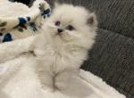 Pearl - Persian Kitten For Sale - Bowie, MD, US