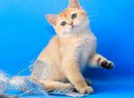 Iriska golden shaded british shorthair little girl - British Shorthair Cat For Sale - Houston, TX, US