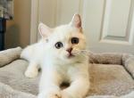 babykitten - British Shorthair Kitten For Sale - Rancho Cucamonga, CA, US