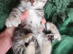 Kody  REDUCED - Highlander Kitten For Sale - La Pine, OR, US