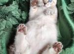 Lilly  REDUCED - Highlander Kitten For Sale - La Pine, OR, US