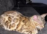 Bengal Cat - Bengal Cat For Sale/Retired Breeding - Berwyn, IL, US