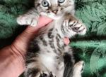 Frog  REDUCED - Highlander Kitten For Sale - La Pine, OR, US