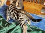 Simba  REDUCED - Bengal Cat For Sale - La Pine, OR, US