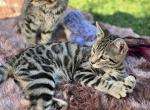 Sasha - Bengal Cat For Sale - Crete, IL, US