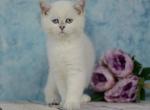 Hunter - British Shorthair Cat For Sale - Brooklyn, NY, US