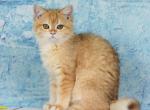 Gemma - British Shorthair Cat For Sale - Brooklyn, NY, US