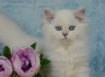 Henry - British Shorthair Cat For Sale - Brooklyn, NY, US