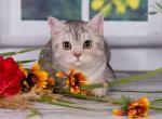 Kelvin - British Shorthair Cat For Sale - Brooklyn, NY, US