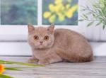 Himars - British Shorthair Cat For Sale - Brooklyn, NY, US