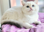 Elizabeth - British Shorthair Cat For Sale - Brooklyn, NY, US