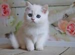 Vincent - British Shorthair Cat For Sale - Brooklyn, NY, US