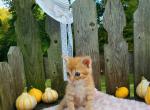 Punkin - Domestic Kitten For Sale - Barto, PA, US