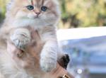 Vegas - Scottish Fold Cat For Sale - Levittown, PA, US