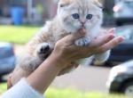 Vino - Scottish Fold Cat For Sale - Levittown, PA, US