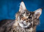 Quentin - Maine Coon Cat For Sale - Brooklyn, NY, US