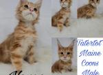 Nemo - Maine Coon Cat For Sale - Braham, MN, US