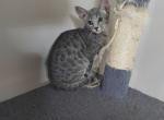 Starla's babies - Savannah Kitten For Sale - Cadillac, MI, US