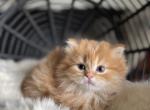 Berlioz - Scottish Straight Kitten For Sale - Prineville, OR, US