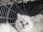 Marie - Scottish Straight Kitten For Sale - Prineville, OR, US