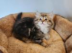 Silvia - Siberian Cat For Sale - Chelsea, MA, US