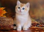 Gorgerous ny 12 golden shell british shorthair boy - British Shorthair Kitten For Sale - Houston, TX, US