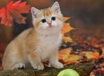 Taras ny 11 golden shaded british shorthair boy - British Shorthair Cat For Sale - Houston, TX, US