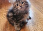 Gray - Siberian Cat For Sale - Chelsea, MA, US