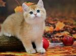 Teddi ny 11 golden shaded british shorthair boy - British Shorthair Cat For Sale - Houston, TX, US